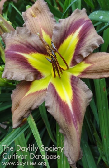 Daylily When Angels Cry